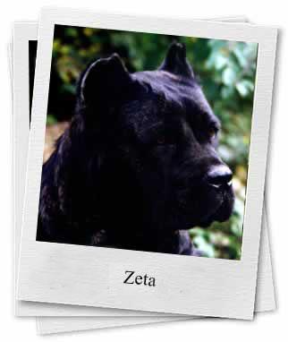 ZETA