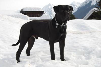 BRONCO VON DER LIEBESSPHAERE