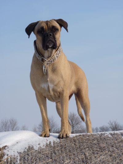 BRANA VON DER LIEBESSPHAERE
