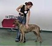 GAMA GERASSI CORSO