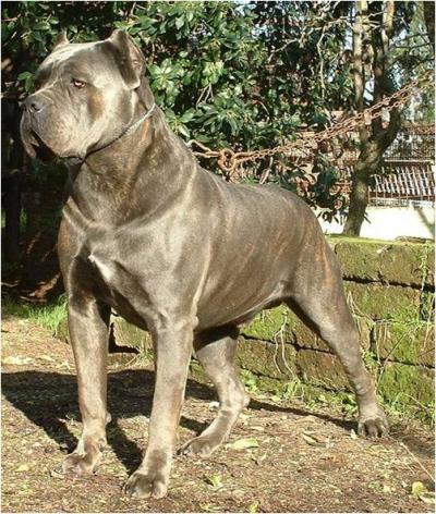 GIASONE DELLA RURALIS GENS