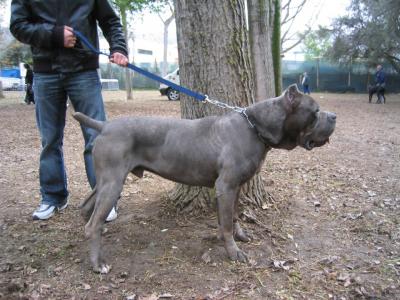 TAISON DELL'ANTELER