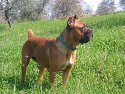 GINEVRA