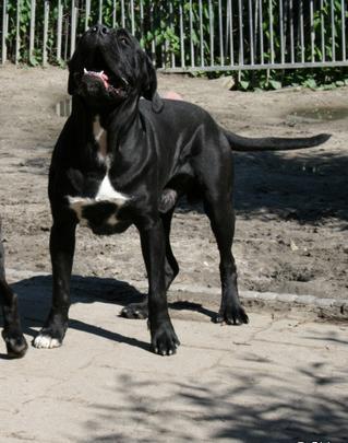CHIARO E TONDO CARL KING CALMAR