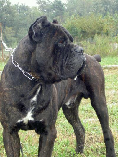 LEONHART