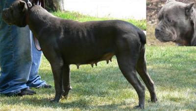 JOHNSON'S LADY BLUE SAPPHIRE