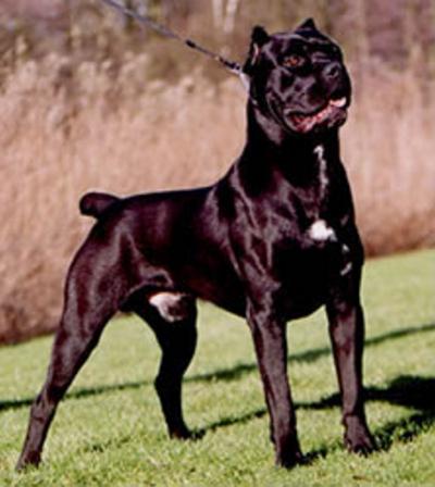 BIOYNIC'S NOE DI LIANO (ENCI NAME : NOE)