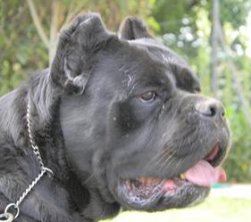 BRONTOLO