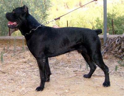ORFEO DELL'ANTICO CERBERUS