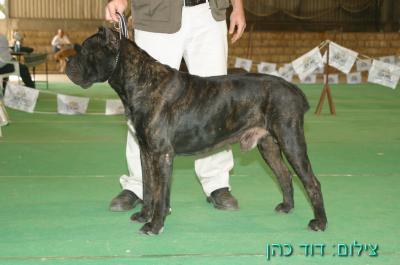 ACHI GERASSI CORSO