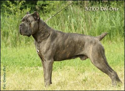 NIKO DEL-ORTE