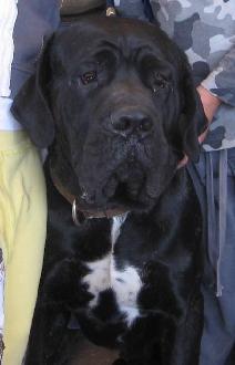 APOLLO