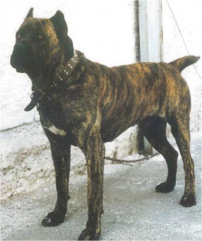RUDUS