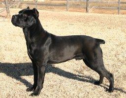 BLUSTEEL'S GRINGO