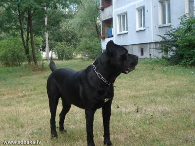 LINO