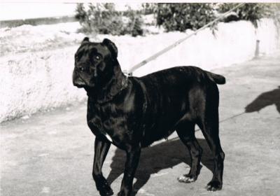 DARMA