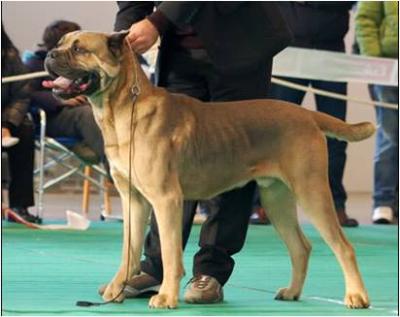 DINGO DEI MOLOSSI DELL'ANGRA