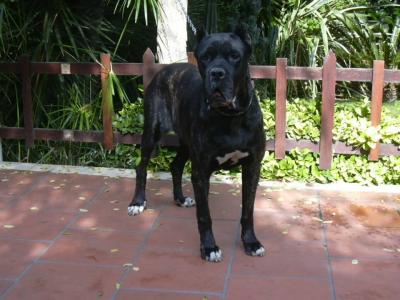 BAGHEERA
