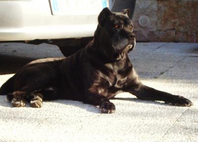 ARES