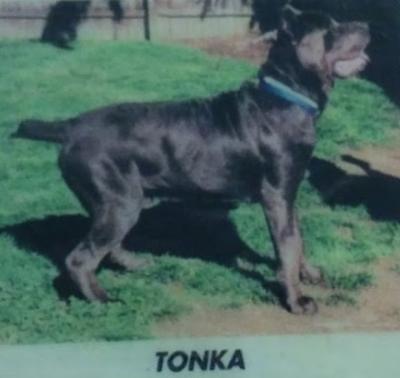 MIAH'S TONKA