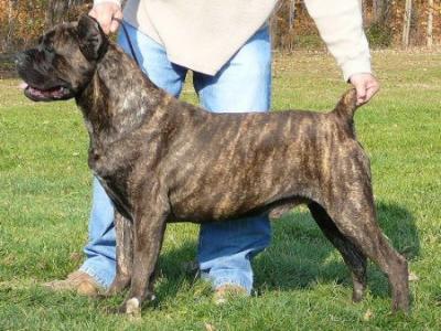 SCANDIFIO'S VITO DI PERETTI