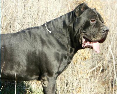 IAGO