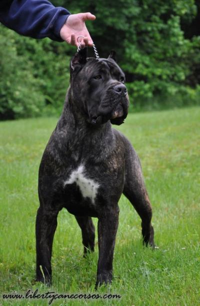 VITA DEL CANE CLUB