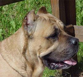 LOTHAR