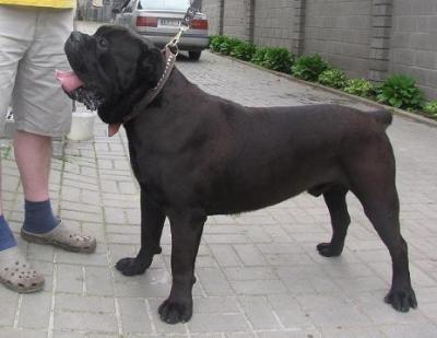 ZEUS WEGLIN POLNOCNY J.T.