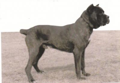 BAAL