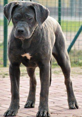 QUORECOLLAQ DELL'ANTICO CERBERUS