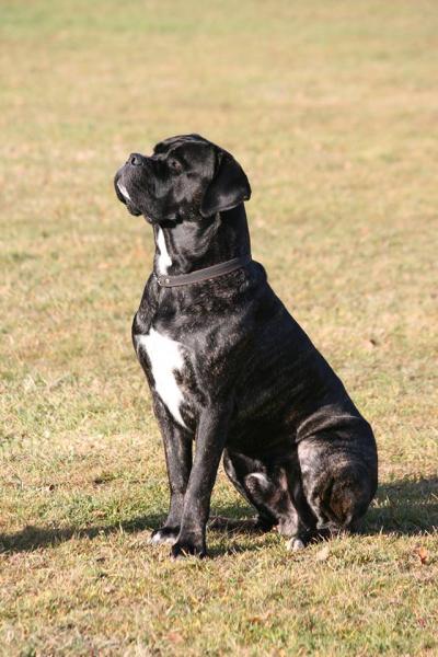 HÄGNATORPETS X-BOSS JESSE JAMES