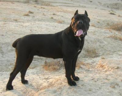 CHAMSA GERASSI CORSO
