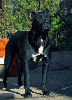 BODYGUARD LAND HADIJA