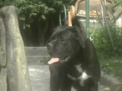 ORIANA
