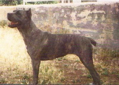 PERLA