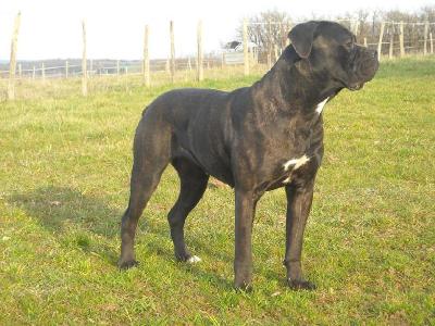 CYRIETTA