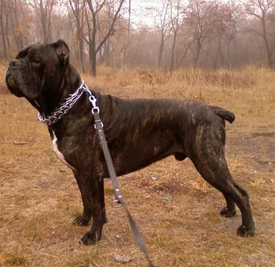 ZORRO