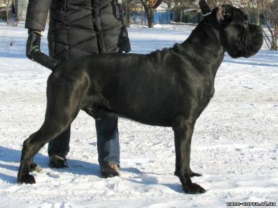 KORSAR AIAX GOLDEN MOLOSS