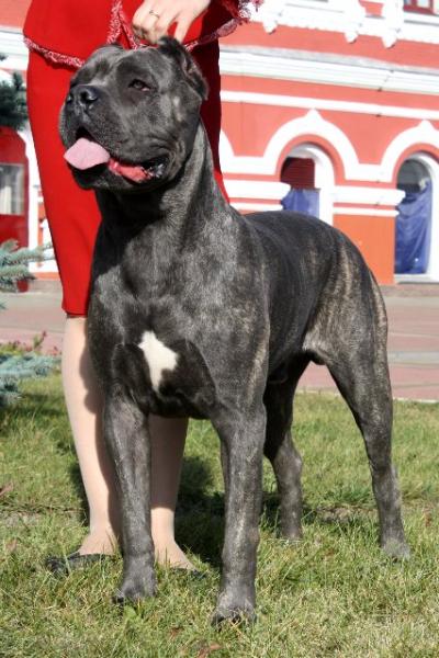 MAXIMUS