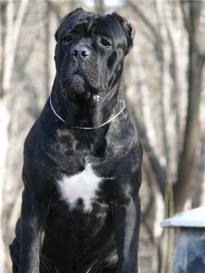E'DAVY JONES DU PIC DE L'ETOILE NOIRE