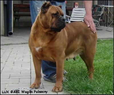 LUX GABI WEGLIN POLNOCNY J.T.