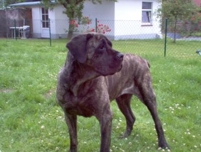 CORAGGIO CANE ARUNA