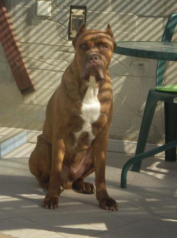 ZEUS ALFIM