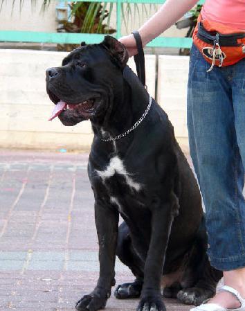 MAXIMUS GERASSI CORSO
