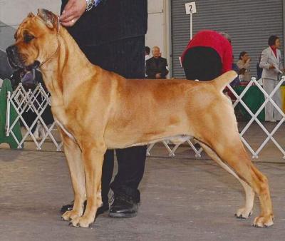 CAMPO'S SOLOMON DI ROCKHAVEN