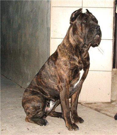 KLEOPATRA GOLDEN MOLOSS