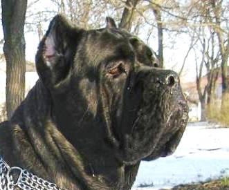 KOMANDOR RICH GOLDEN MOLOSS