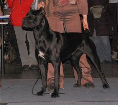 ZATEYA IZ DINASTII CHEMPIONOV