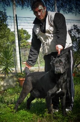 PUMA DELL'ANTICO CERBERUS